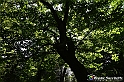 VBS_4783 - Il bosco fatato - Montaldo Roero